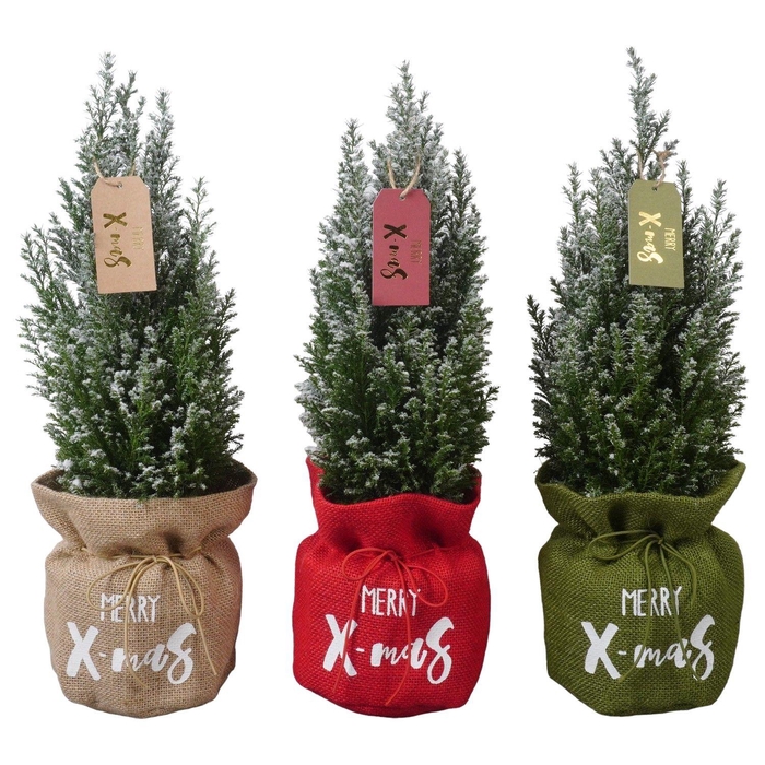 <h4>PTK25214 Ellwoodii met sneeuw in jute mix met decoratie</h4>