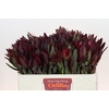 Leucadendron Saf Sunset Dark R.
