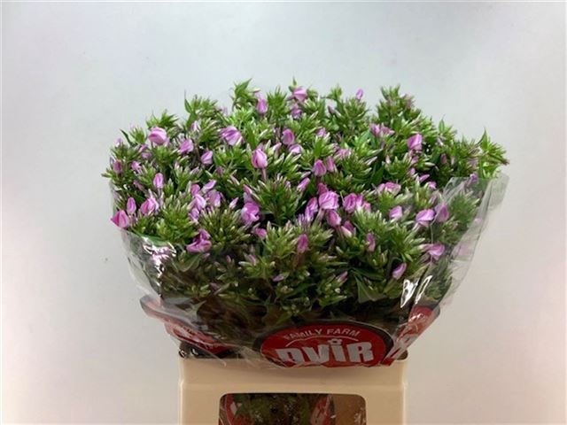 <h4>PHLOX P BRI MISSY</h4>