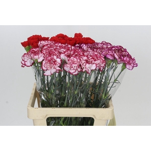 Dianthus St Mix