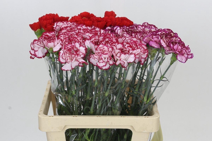 <h4>Dianthus St Mix</h4>