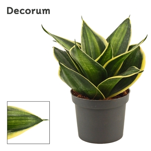 Sansevieria hahnii 9 cm Stars & stripes (Decorum)