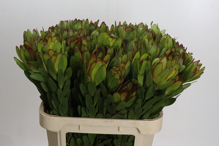 <h4>Leucadendron Goldstrike</h4>