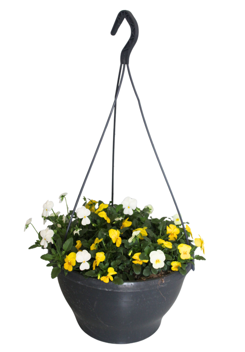 <h4>Hangpot 30 cm met waterreservoir Viola Cornuta Geel-Wit</h4>