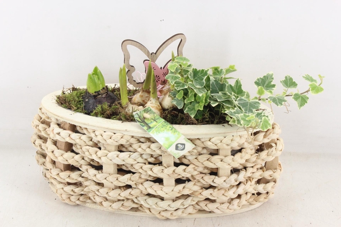 <h4>arr4 Bollenmix JS - Hout ovaal touw</h4>