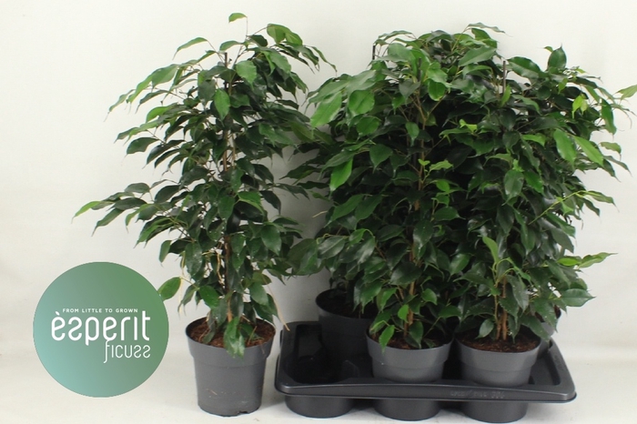 <h4>FIC BE DANIELLE</h4>