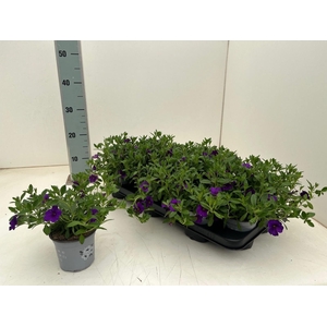 CALIB CA DARK BLUE