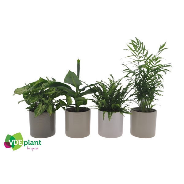 <h4>Fresh Green mix in Havana mix keramiek</h4>