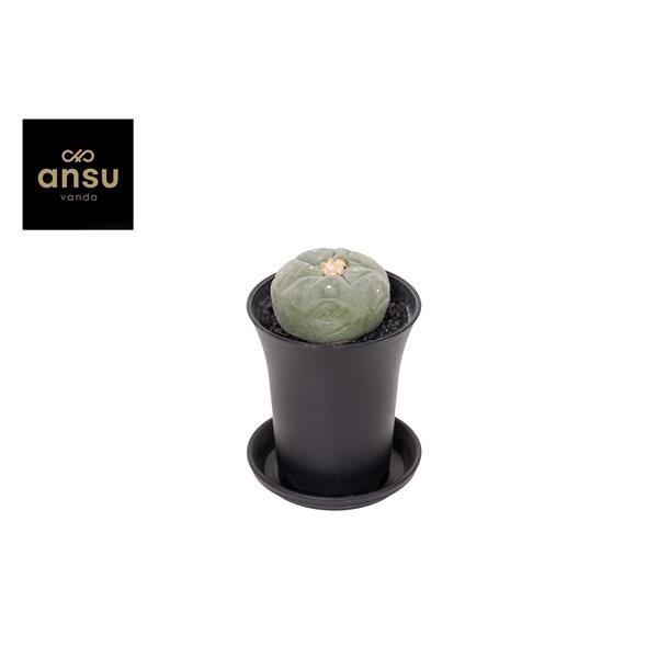 <h4>Cactus Lophophora Fricci</h4>