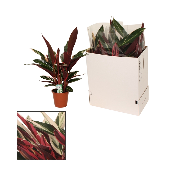 <h4>Calathea 19cm Triostar (Stromanthe)</h4>