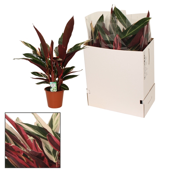 <h4>Calathea 19cm Triostar (Stromanthe)</h4>