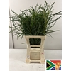 EUC NICHOLII PB BUSH