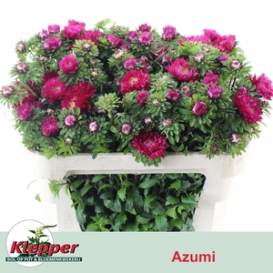 CALLIS AZUMI XL RED