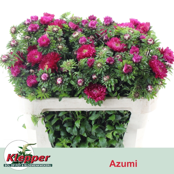 <h4>CALLIS AZUMI XL RED</h4>