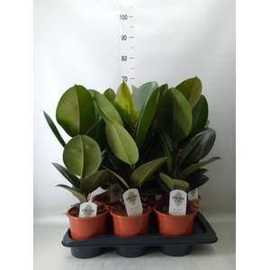 Ficus elastica 'Robusta'