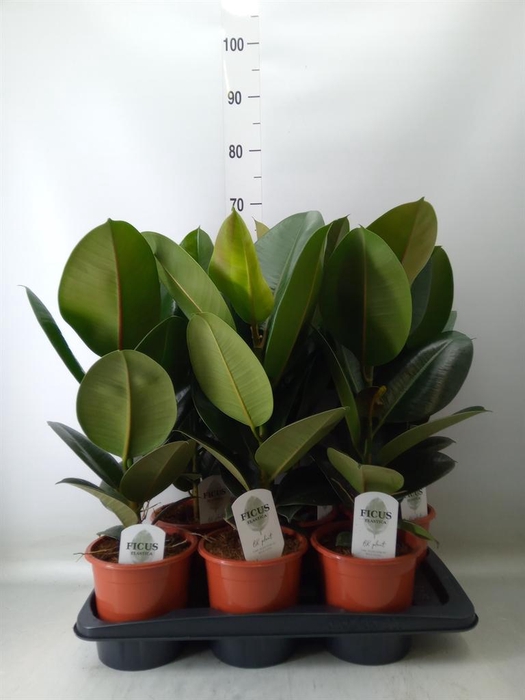 <h4>Ficus elastica 'Robusta'</h4>