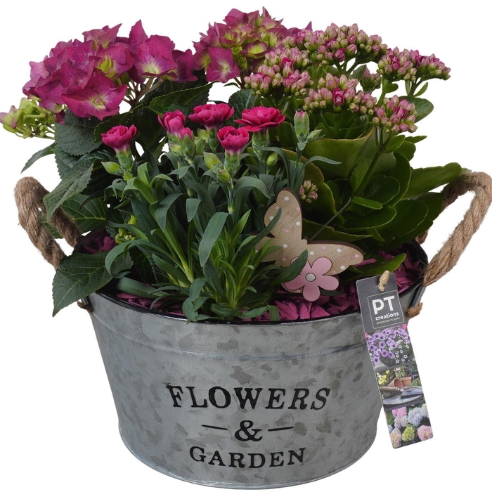 <h4>Arr.   Perkplanten H%</h4>