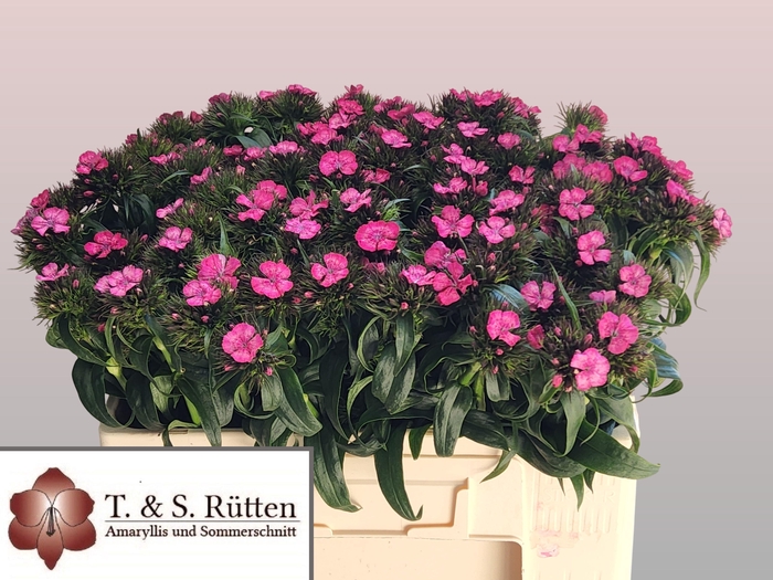 <h4>DI BARB B ROSE</h4>