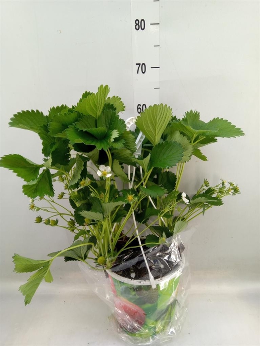 <h4>Fragaria ...</h4>