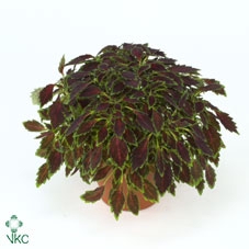 PLEC C AUR BLAC CHER