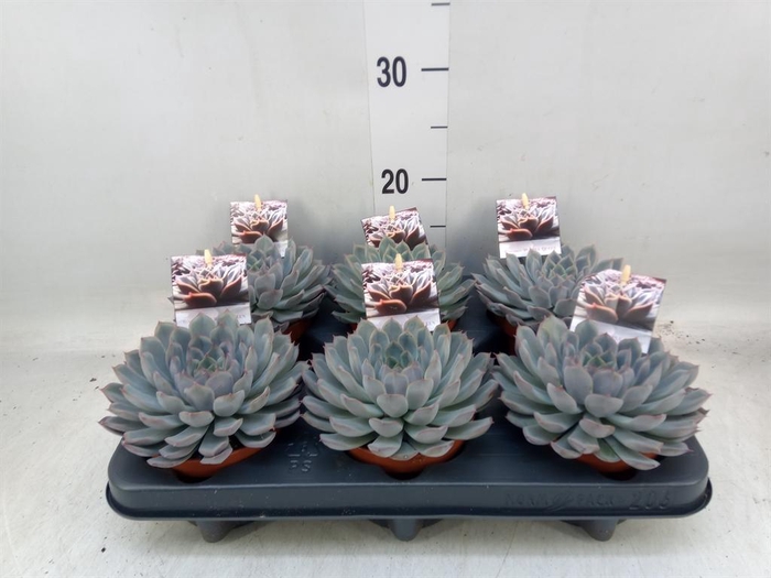 <h4>Echeveria ...</h4>