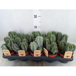 Cactus   ...