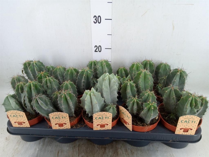 <h4>Cactus   ...</h4>