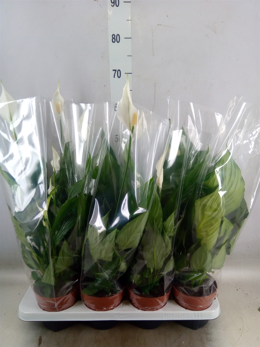 <h4>Spathiphyllum  'Sweet Chico'</h4>