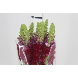 BOCA DE LEAO VINHO 070 CM