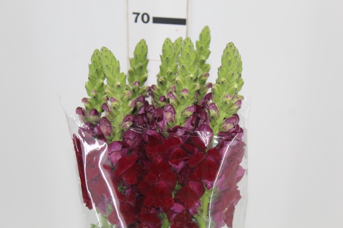 <h4>BOCA DE LEAO VINHO 070 CM</h4>