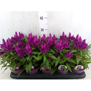 Celosia arg. SP 'Deep Purple'