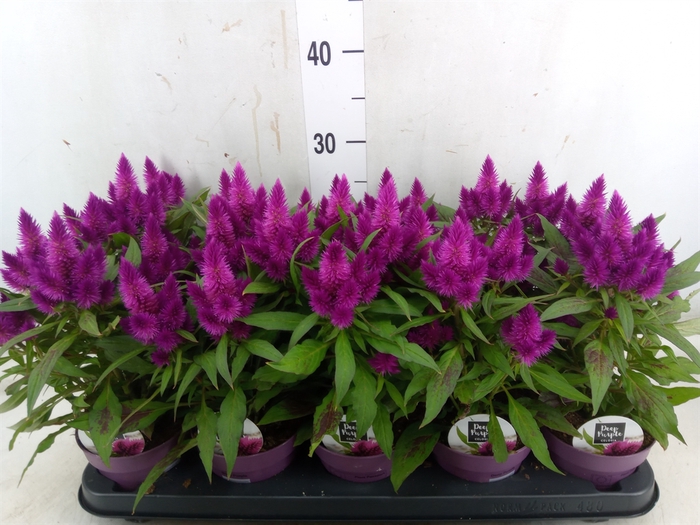 <h4>Celosia arg. SP 'Deep Purple'</h4>