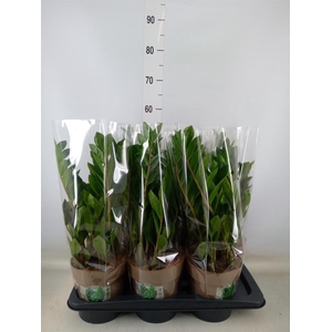 Zamioculcas zamiifolia