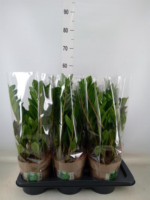 <h4>Zamioculcas zamiifolia</h4>