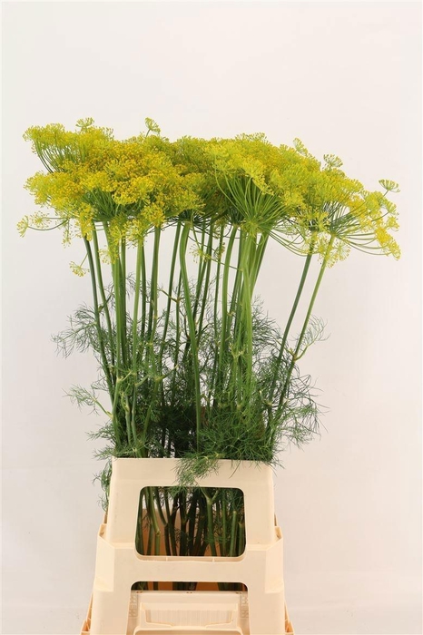 <h4>ANET GRAVEOLENS</h4>