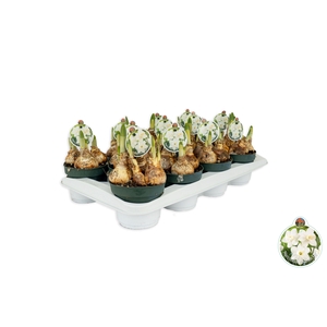 arr8 Narcis Watch Up