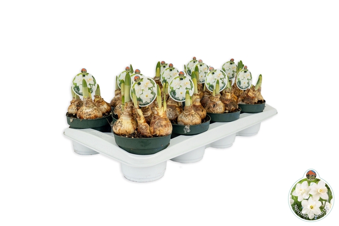 <h4>arr8 Narcis Watch Up</h4>