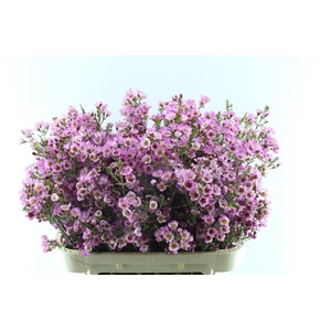 Chamelaucium Adi Pink