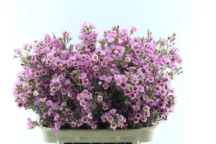 <h4>Chamelaucium Adi Pink</h4>