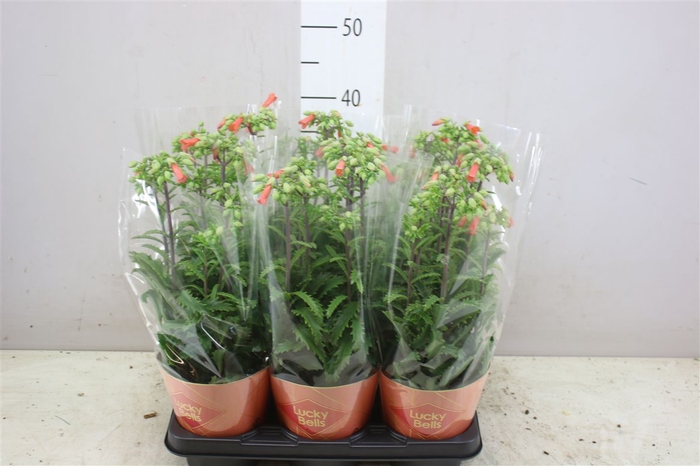 <h4>Kalanchoe Lucky Bells</h4>