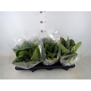 Primulina dryas 'Pretty Turtle'