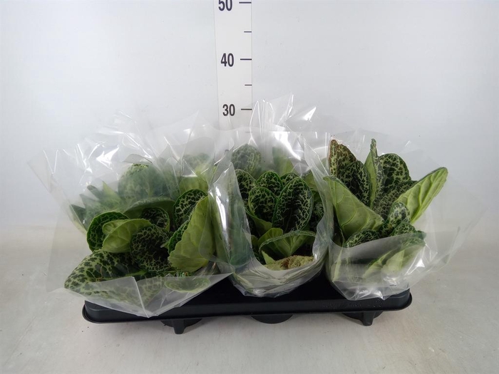 <h4>Primulina dryas 'Pretty Turtle'</h4>