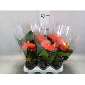 Anthurium andr. 'Solara'