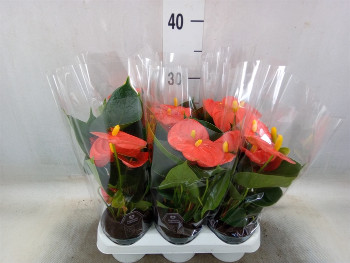 <h4>Anthurium andr. 'Solara'</h4>