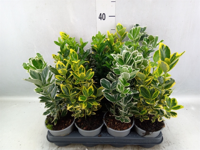 <h4>Euonymus japon.   ...mix</h4>