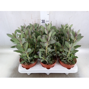 Kalanchoe NF   ...