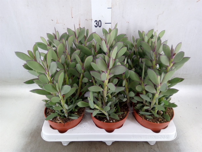 <h4>Kalanchoe NF   ...</h4>