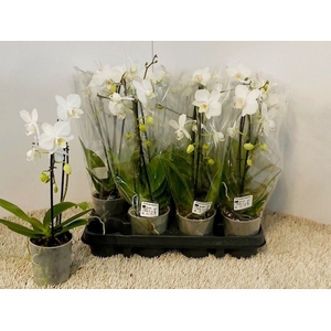 PHAL OV