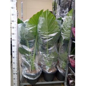Alocasia macrorrhizos