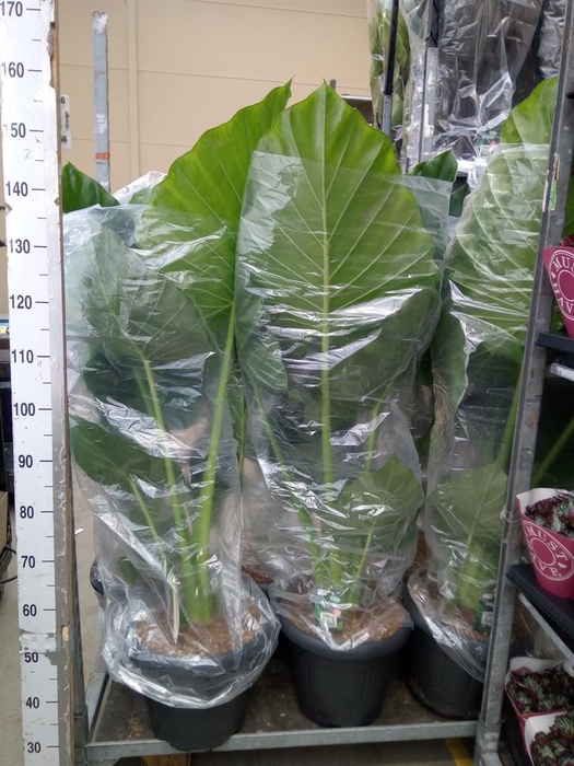 <h4>Alocasia macrorrhizos</h4>